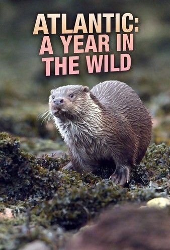 Watch Full Tvshow :Atlantic A Year in the Wild (2021)